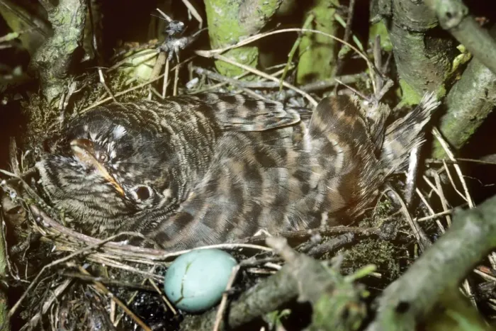 Framed Print : Cuckoo - young in nest next to egg Framed Print : Cuckoo - young in nest next to egg