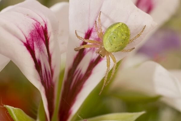 Cucumber Spider on lily. UK