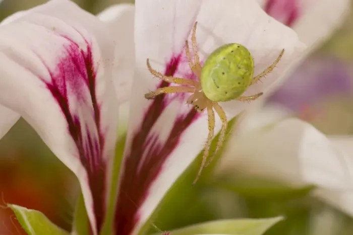 Framed Print : Cucumber Spider on lily. UK Framed Print : Cucumber Spider on lily. UK
