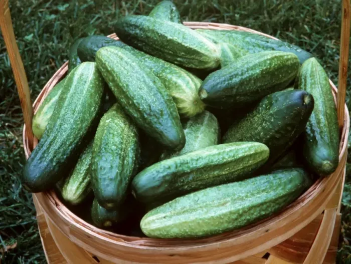 Framed Print : Cucumbers In basket Framed Print : Cucumbers In basket