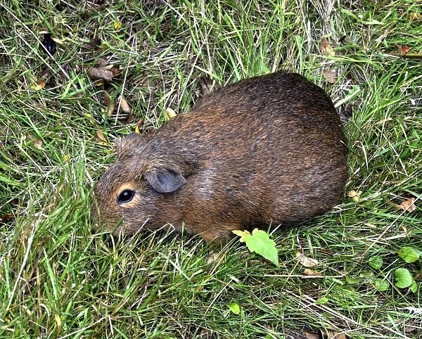 Cuis, the wild ancestor of the domestic Guinea Pig, Andes, South America