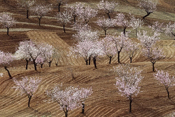 Cultivated Almond Trees - in full blossom - February
