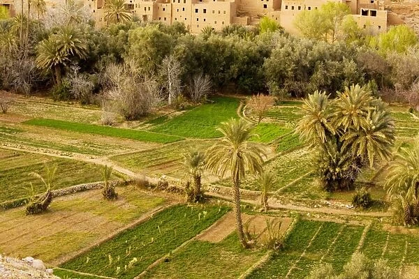 Cultivated oasis in the Todra valley above Tinerhir, with date palms, alfalfa, peaches etc in fields. South Morocco
