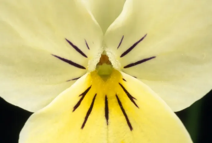 Framed Print : Cultivated Violet Flower - close-up - UK Framed Print : Cultivated Violet Flower - close-up - UK