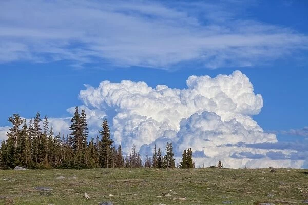 Cumulus Clouds - building up over an alpine meadow in the Snowy Range mountains