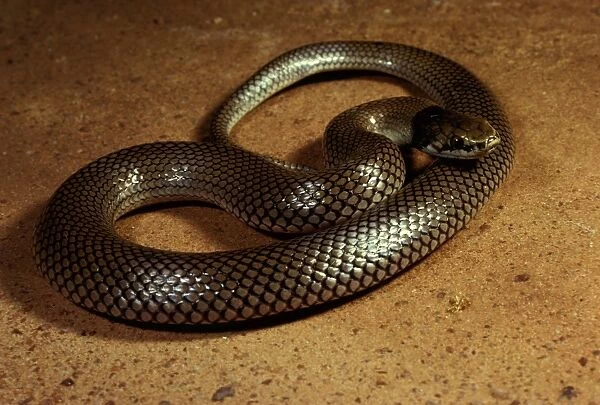 Curl  /  Myall snake