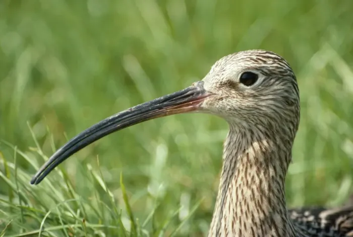 Framed Print : Curlew. CK-1009. CURLEW - close-up of head and beak Framed Print : Curlew. CK-1009. CURLEW - close-up of head and beak