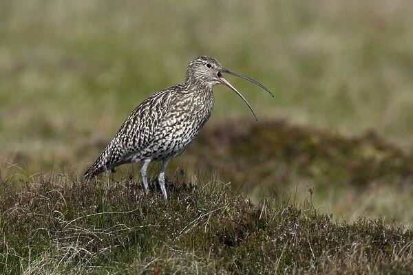 Curlew-calling alrm to warn chicks, in nesting territory, Northumberland UK