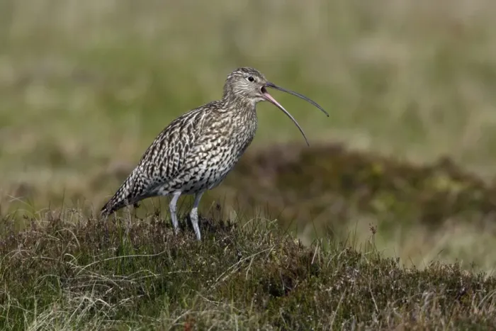 Framed Print : Curlew-calling alrm to warn chicks, in nesting territory, Northumberland UK Framed Print : Curlew-calling alrm to warn chicks, in nesting territory, Northumberland UK