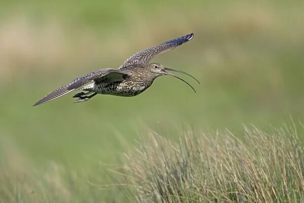 Curlew - calling in flight over moorland breeding territory