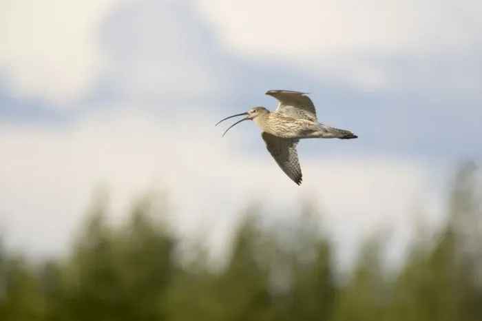 Framed Print : Curlew - Calling In Flight Numenius arquata Oulu Region, Finland BI014290 Framed Print : Curlew - Calling In Flight Numenius arquata Oulu Region, Finland BI014290