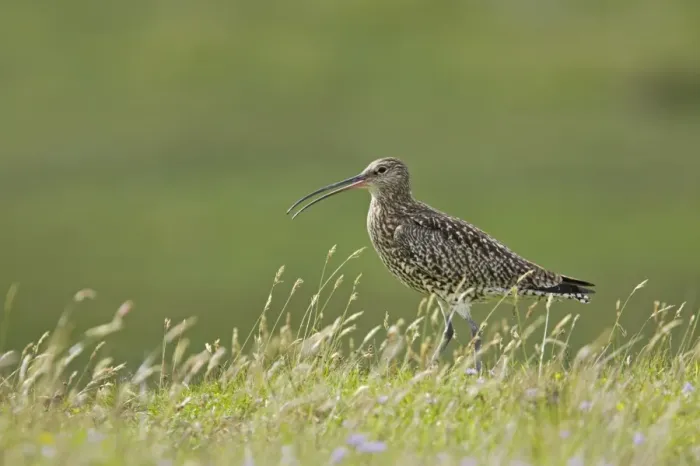 Framed Print : Curlew - Calling Shetland Mainland, UK BI010443 Framed Print : Curlew - Calling Shetland Mainland, UK BI010443