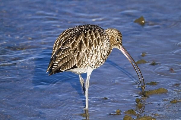 Curlew - with catch - Hayle Estuary - Cornwall - UK