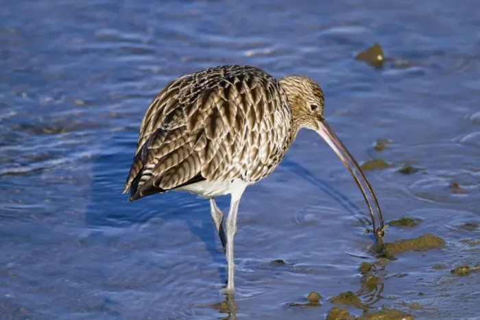 Framed Print : Curlew - with catch - Hayle Estuary - Cornwall - UK Framed Print : Curlew - with catch - Hayle Estuary - Cornwall - UK