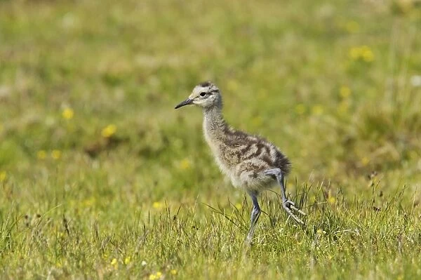 Curlew - Chick walking Shetland Mainland, UK BI011451
