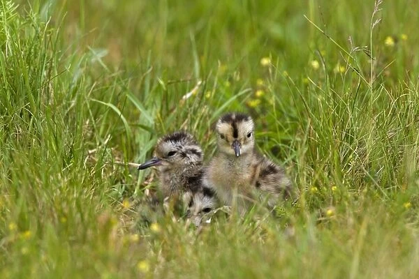Curlew - Chicks in nest site with eggshells - Norfolk UK