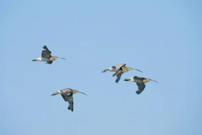 Framed Print : Curlew CK 2689 In flight Numenius arquata © Chris Knights / ARDEA LONDON Framed Print : Curlew CK 2689 In flight Numenius arquata © Chris Knights / ARDEA LONDON