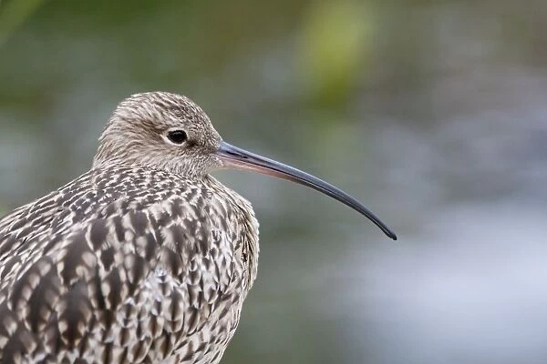 Curlew - Close up of adult standing on shore. Norfolk, UK