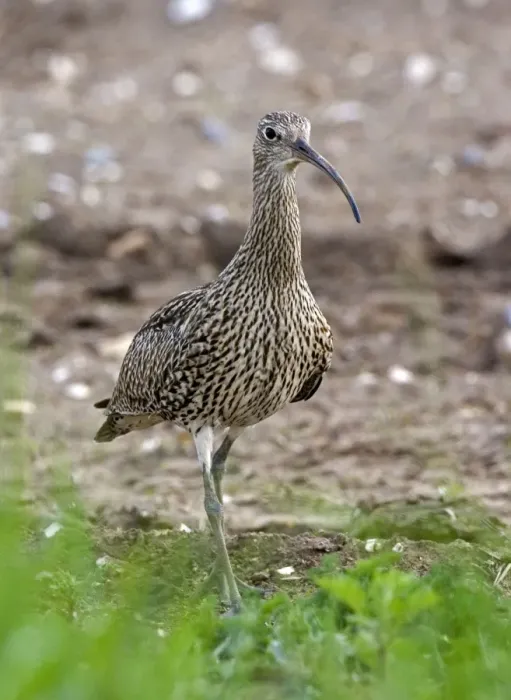 Framed Print : Curlew - Close up walking - Norfolk UK