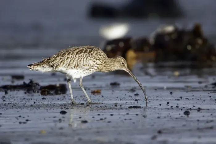 Framed Print : Curlew - feeding on mudflats at low tide in autumn. Northumberland, UK Framed Print : Curlew - feeding on mudflats at low tide in autumn. Northumberland, UK