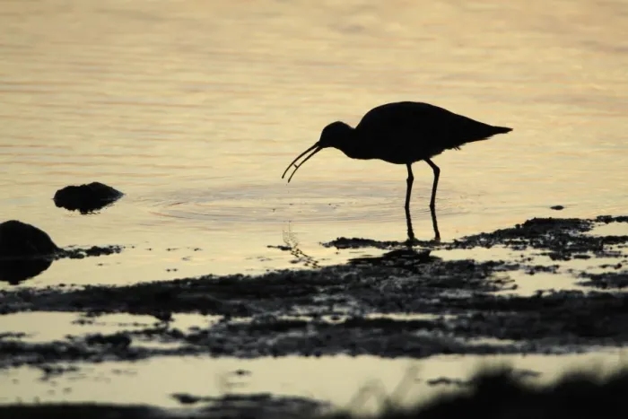 Framed Print : Curlew - feeding on shore at sunset - Island of Texel - Holland Framed Print : Curlew - feeding on shore at sunset - Island of Texel - Holland