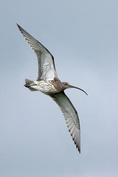 Curlew - in flight over moorland breeding territory Northumberland, UK