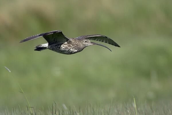 Curlew - in flight over moorland breeding territory