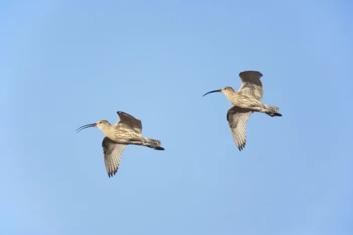 Framed Print : Curlew - In Flight Numenius arquata Oulu Region, Finland BI014296 Digital Combination Framed Print : Curlew - In Flight Numenius arquata Oulu Region, Finland BI014296 Digital Combination