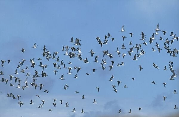 Curlew - a flock in flight