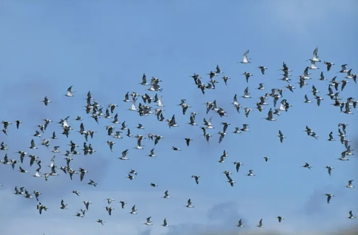 Framed Print : Curlew - a flock in flight Framed Print : Curlew - a flock in flight