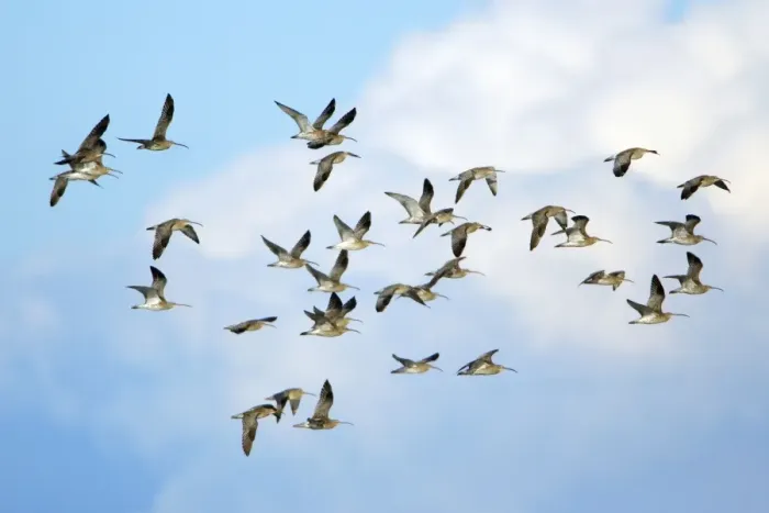 Framed Print : Curlew - flock flying along coast in autumn. Northumberland, UK Framed Print : Curlew - flock flying along coast in autumn. Northumberland, UK