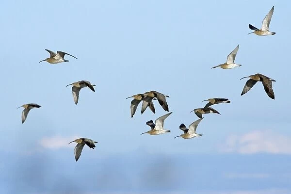 Curlew - flock flying along coast in autumn. Northumberland, UK