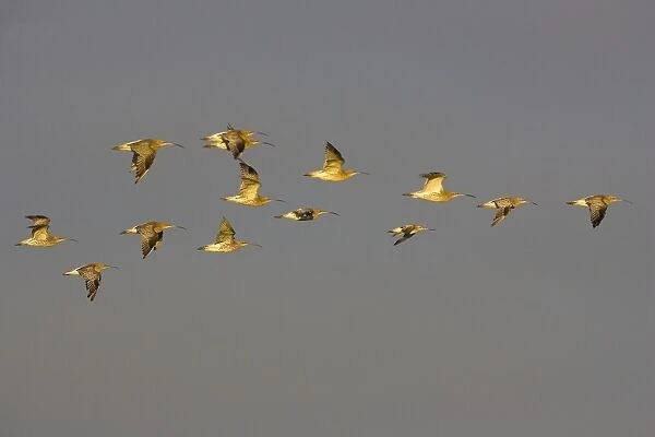 Curlew - Flying late evening light - Norfok UK