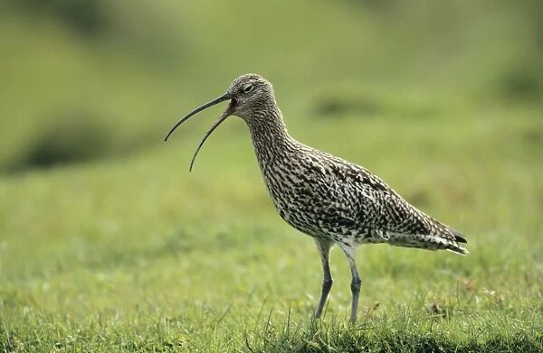 Curlew - giving alarm call Unst, Shetland, UK