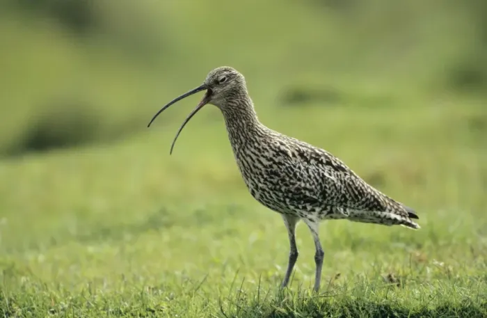 Framed Print : Curlew - giving alarm call Unst, Shetland, UK Framed Print : Curlew - giving alarm call Unst, Shetland, UK