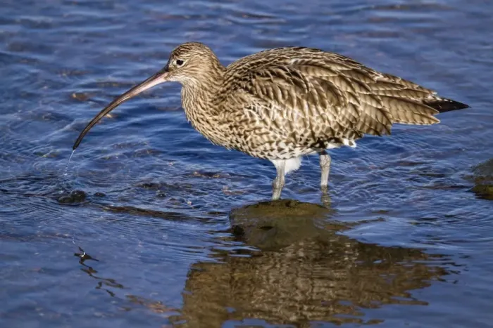 Framed Print : Curlew - Hayle Estuary - Cornwall - UK Framed Print : Curlew - Hayle Estuary - Cornwall - UK