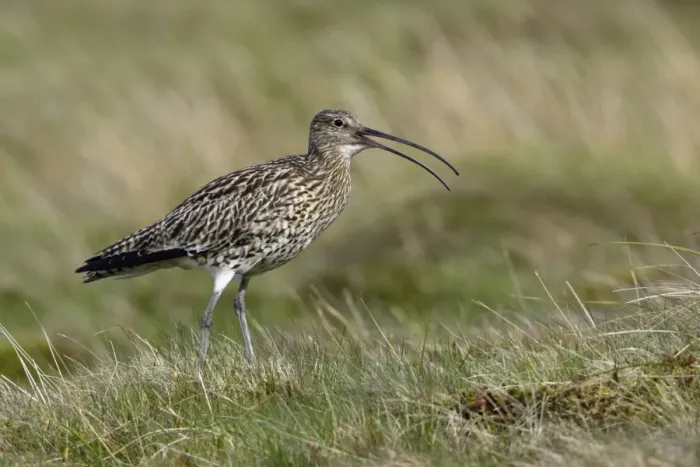 Framed Print : Curlew - Male calling in moorland breeding territory Northumberland, England