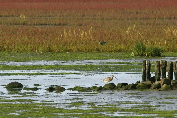 Framed Print : Curlew - during the migration. Husum - North Germany Framed Print : Curlew - during the migration. Husum - North Germany