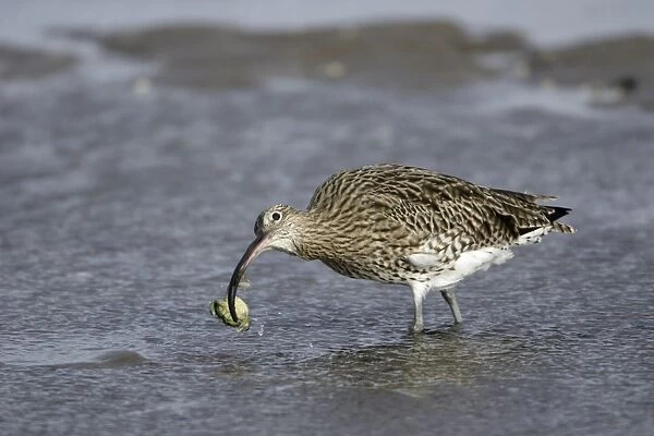 Curlew - on mudflats with caught crab, Lindisfarne National Nature Reserve, Northumberland, autumn, England