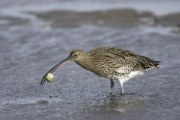 Curlew - on mudflats with caught crab, Lindisfarne National Nature Reserve, Northumberland, autumn, England