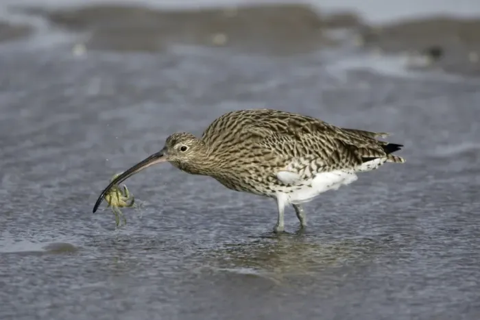 Framed Print : Curlew - on mudflats with caught crab, Lindisfarne National Nature Reserve, Northumberland, autumn, England Framed Print : Curlew - on mudflats with caught crab, Lindisfarne National Nature Reserve, Northumberland, autumn, England