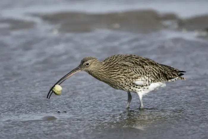 Framed Print : Curlew - on mudflats with caught crab, Lindisfarne National Nature Reserve, Northumberland, autumn, England Framed Print : Curlew - on mudflats with caught crab, Lindisfarne National Nature Reserve, Northumberland, autumn, England