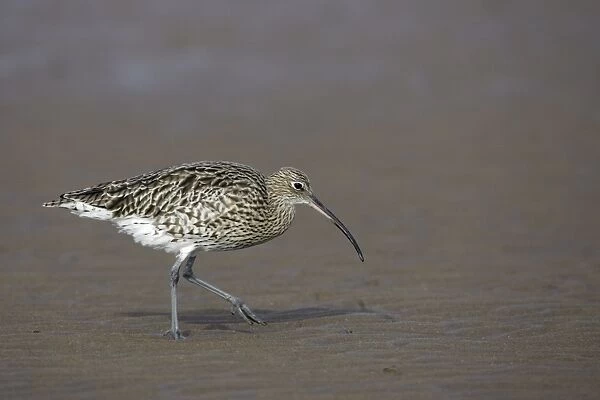 Curlew - on mudflats searching for food, Lindisfarne National Nature Reserve, Northumberland, autumn, England