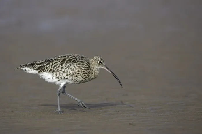 Framed Print : Curlew - on mudflats searching for food, Lindisfarne National Nature Reserve, Northumberland, autumn, England Framed Print : Curlew - on mudflats searching for food, Lindisfarne National Nature Reserve, Northumberland, autumn, England