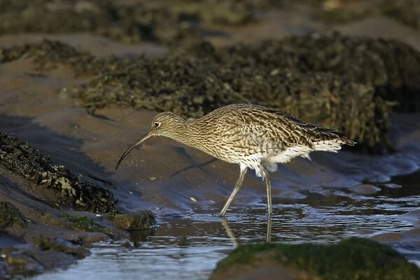 Curlew - on mudflats searching for food, Lindisfarne National Nature Reserve, Northumberland, autumn, England