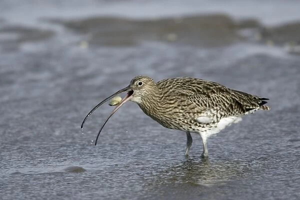 Curlew - on mudflats swallowing caught crab, Lindisfarne National Nature Reserve, Northumberland, autumn, England