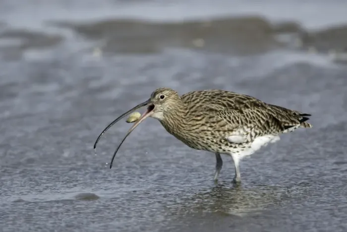 Framed Print : Curlew - on mudflats swallowing caught crab, Lindisfarne National Nature Reserve, Northumberland, autumn, England