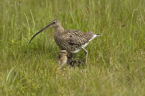 Curlew - At nest with chicks on grassland - NorfolkUK