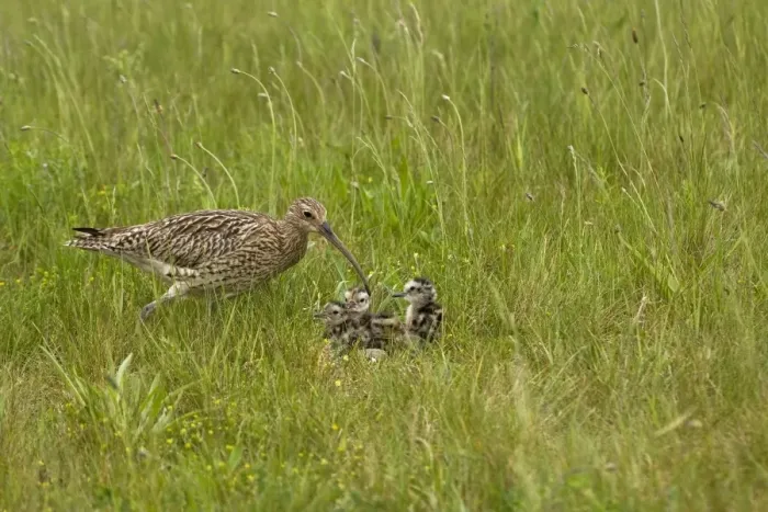 Framed Print : Curlew - At nest with chicks on grassland - NorfolkUK Framed Print : Curlew - At nest with chicks on grassland - NorfolkUK