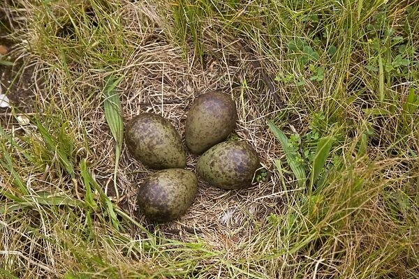 Curlew - Nest four large olive green eggs - Norolk UK